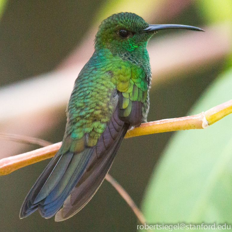 hummingbird